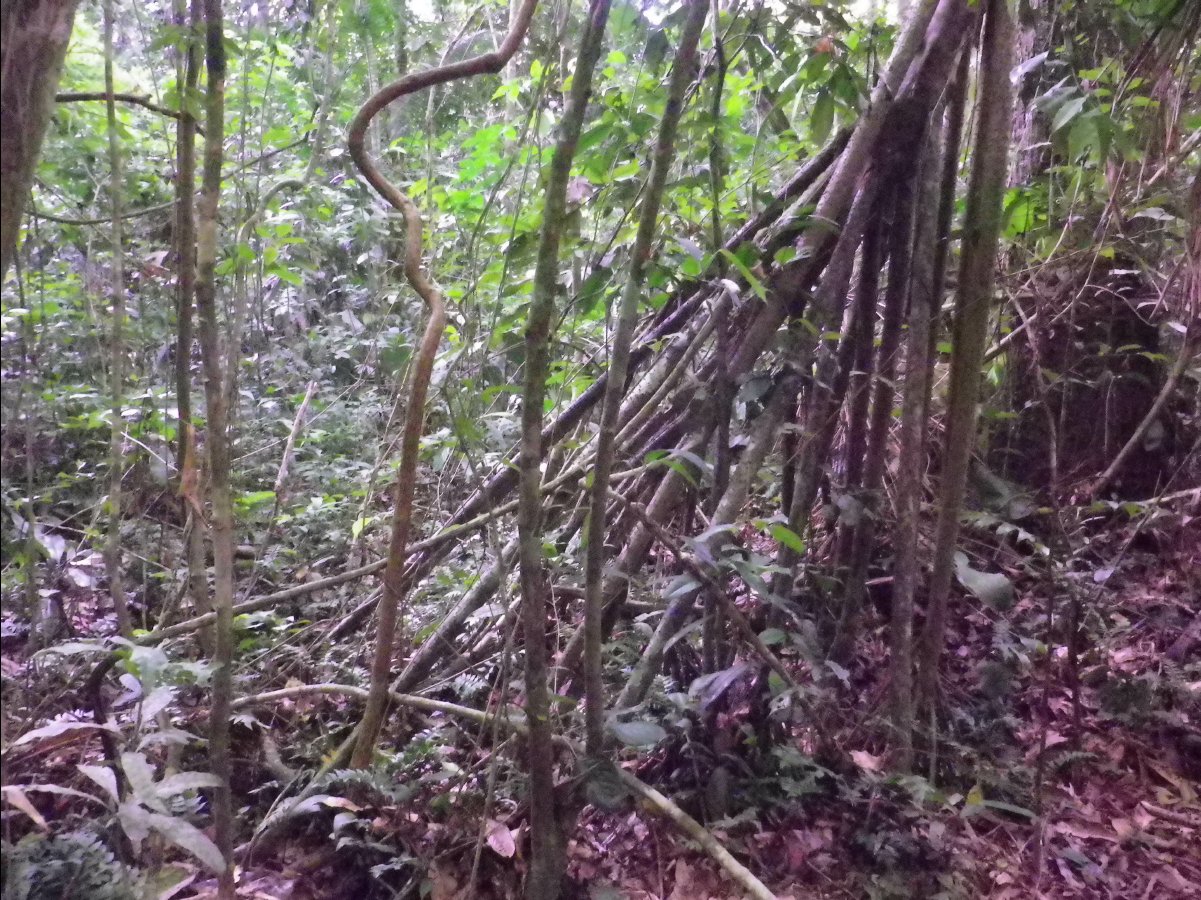 Amazon - Peru28